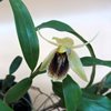 coelogyne fimbriata 